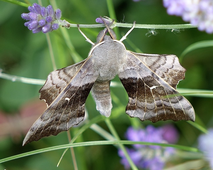 poplar hawkmoth